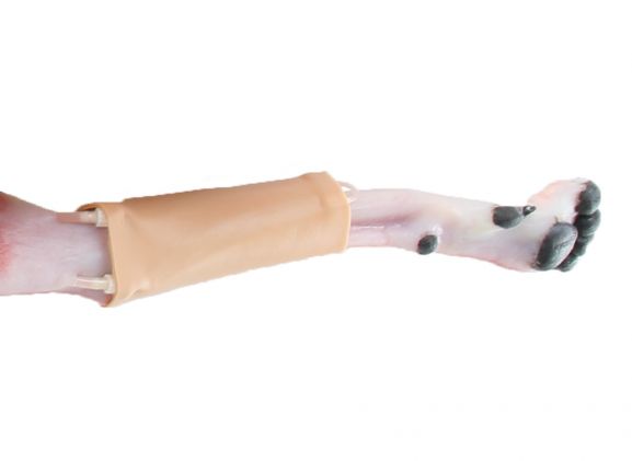 https://www.jayakelana.id.202-10-43-6.cpanel.site/uploads/product/-123011-canine-hindlimb-skin-3504800bee7ebd7_cover.jpg