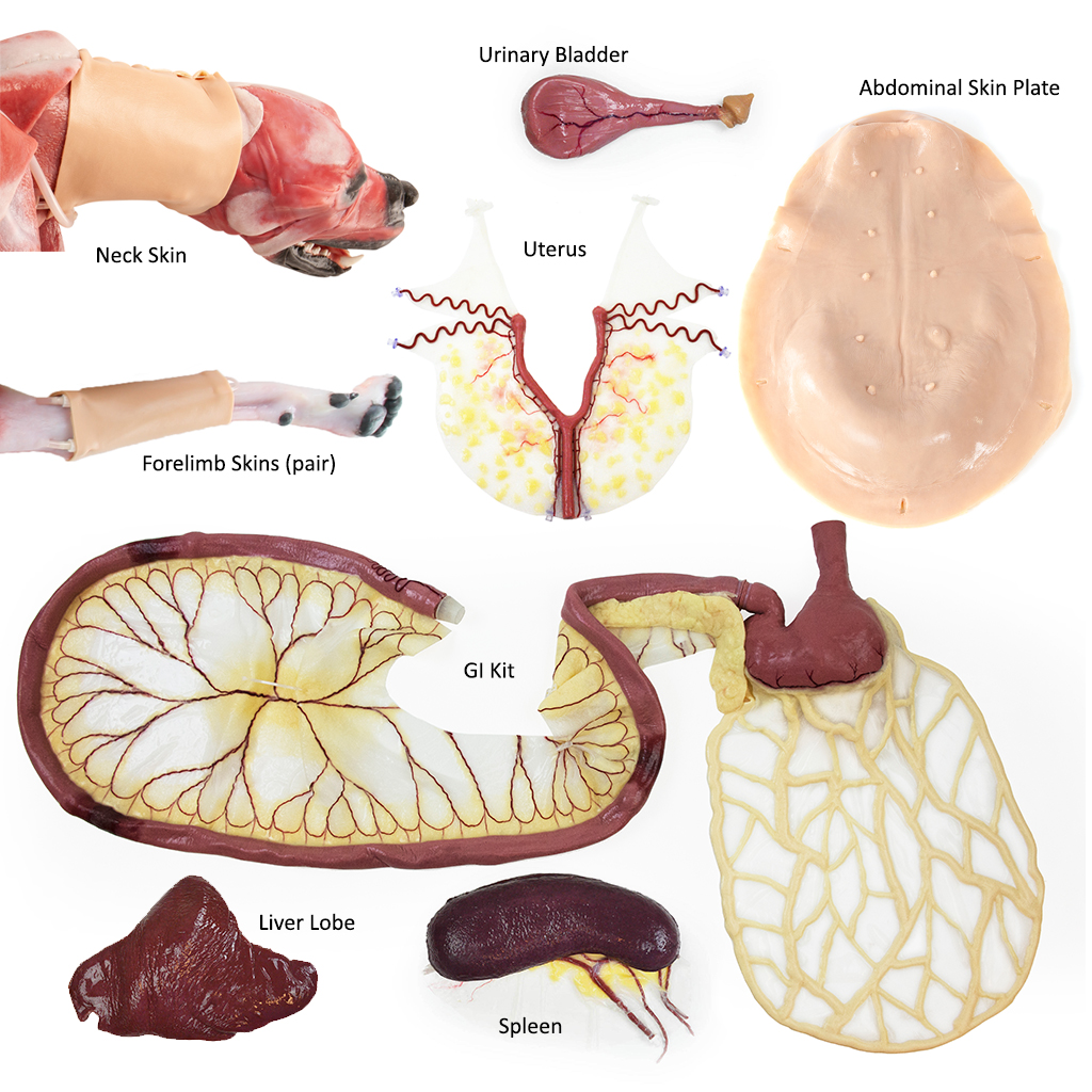 (123021) Canine Surgical Replacement Organ Pack