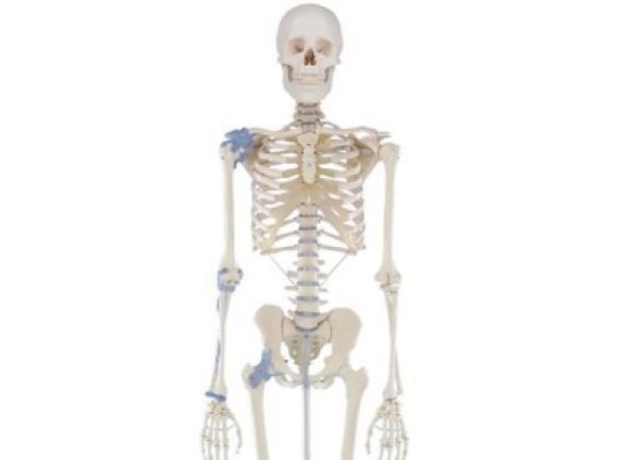 https://www.jayakelana.id.202-10-43-6.cpanel.site/uploads/product/-3004-skeleton-otto-with-766771bc607ee71_cover.jpg