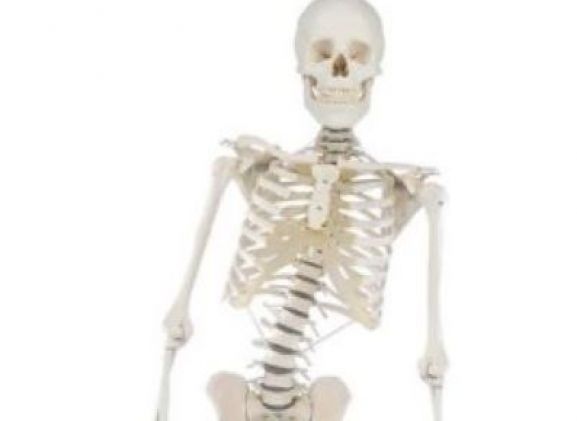 https://www.jayakelana.id.202-10-43-6.cpanel.site/uploads/product/-3014-skeleton-hugo-with-91071ead11e0060_cover.jpg