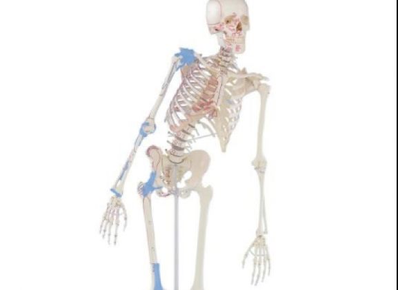 https://www.jayakelana.id.202-10-43-6.cpanel.site/uploads/product/-3016-skeleton-max-with-80029171384a225_cover.jpg