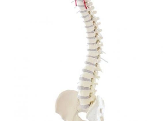 https://www.jayakelana.id.202-10-43-6.cpanel.site/uploads/product/-4006-vertebral-column-with-13064435979d758_cover.jpg