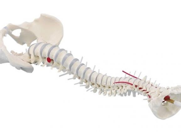 https://www.jayakelana.id.202-10-43-6.cpanel.site/uploads/product/-4024-standard-spine-with-34360e046ca0196_cover.jpg