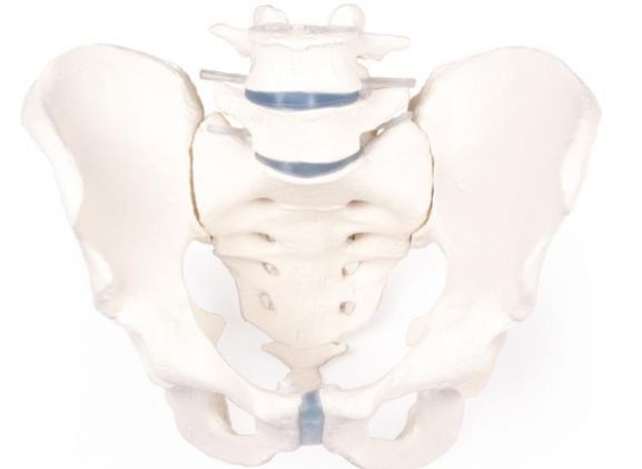 https://www.jayakelana.id.202-10-43-6.cpanel.site/uploads/product/-4056-male-pelvis-with-458841694471302_cover.jpg