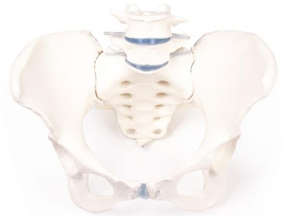 https://www.jayakelana.id.202-10-43-6.cpanel.site/uploads/product/-4058-female-pelvis-with-12392abf9e9c169_cover.jpg