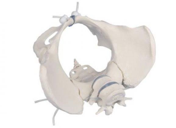 https://www.jayakelana.id.202-10-43-6.cpanel.site/uploads/product/-4058g-female-pelvis-with-13340fab04c8bea_cover.jpg