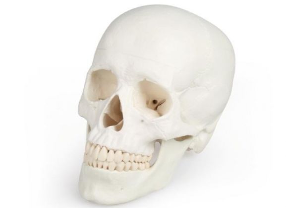 https://www.jayakelana.id.202-10-43-6.cpanel.site/uploads/product/-4500-skull-model-3-95044f125b7bf2c_cover.jpg