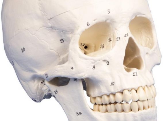 https://www.jayakelana.id.202-10-43-6.cpanel.site/uploads/product/-4505-skull-model-3-part--25455f6151c21c4_cover.jpg
