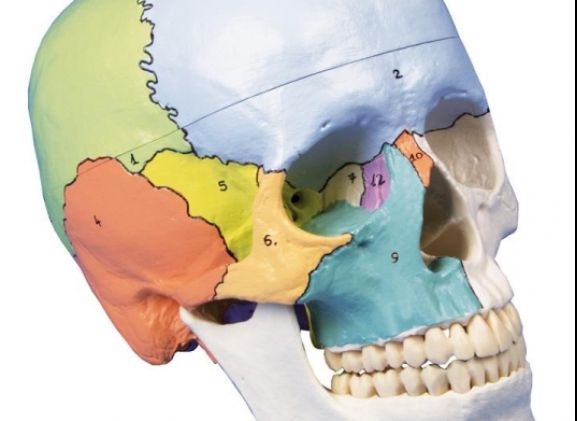 https://www.jayakelana.id.202-10-43-6.cpanel.site/uploads/product/-4508-skull-model-3-part--271427e85ebee69_cover.jpg