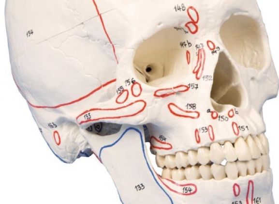 https://www.jayakelana.id.202-10-43-6.cpanel.site/uploads/product/-4509-skull-model-3-part--78162e33660c210_cover.jpg