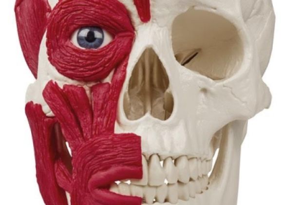 https://www.jayakelana.id.202-10-43-6.cpanel.site/uploads/product/-4514-skull-with-musculature-91582916e8ec450_cover.jpg