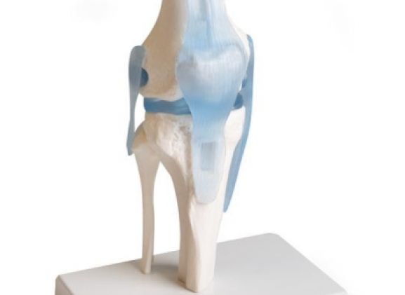 https://www.jayakelana.id.202-10-43-6.cpanel.site/uploads/product/-4552-knee-joint-with-295908a9438034a_cover.jpg