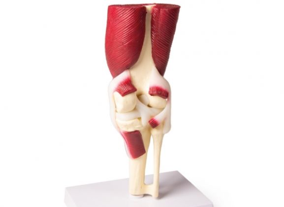 https://www.jayakelana.id.202-10-43-6.cpanel.site/uploads/product/-4662-knee-joint-life-8299968e157feef_cover.jpg