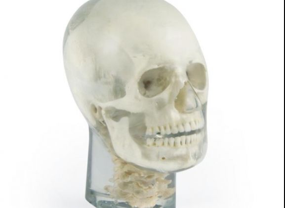 https://www.jayakelana.id.202-10-43-6.cpanel.site/uploads/product/-7300-x-ray-phantom-head-788086d6d940225_cover.jpg