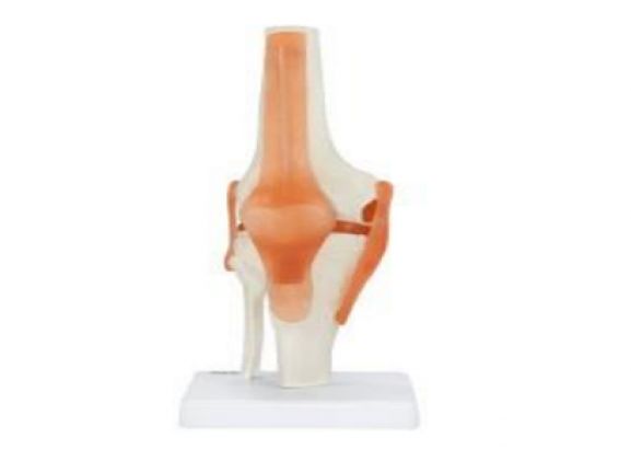 https://www.jayakelana.id.202-10-43-6.cpanel.site/uploads/product/-a-104274-axis-scientific-flexible-58100de72a5668a_cover.png