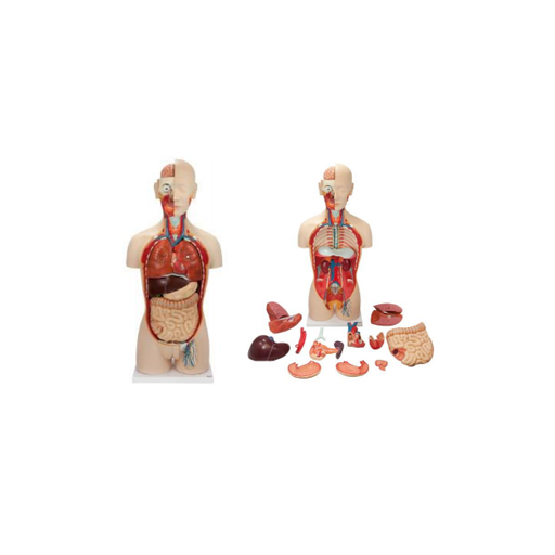 (A-104286) AXIS SCIENTIFIC 27-PART DUAL-SEX LIFE-SIZE TORSO WITH OPEN BACK 
