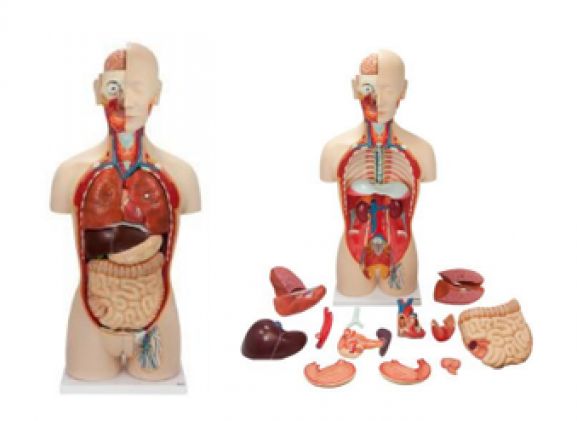 https://www.jayakelana.id.202-10-43-6.cpanel.site/uploads/product/-a-104286-axis-scientific-27-part-47255c561b42dbd_cover.png