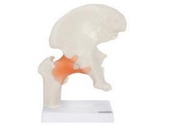https://www.jayakelana.id.202-10-43-6.cpanel.site/uploads/product/-a-105164-axis-scientific-flexible-788465da6825c83_cover.png