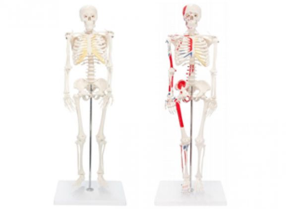https://www.jayakelana.id.202-10-43-6.cpanel.site/uploads/product/-a-105168-a-105170-axisscientificminiaturehumanskeleton-painted-skeleton-93229857e20c8ae_cover.png