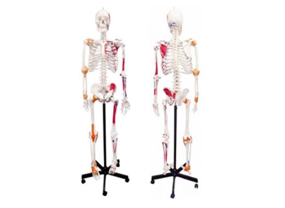 https://www.jayakelana.id.202-10-43-6.cpanel.site/uploads/product/-a-105172-axis-scientifichuman-skeletonwith-17593ce415f5751_cover.png