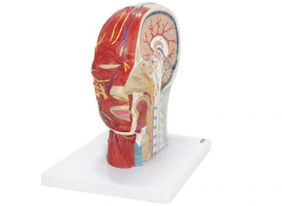 https://www.jayakelana.id.202-10-43-6.cpanel.site/uploads/product/-a-105192-axis-scientific-half-9796320ee2a6720_cover.png