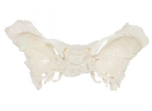 https://www.jayakelana.id.202-10-43-6.cpanel.site/uploads/product/-a-105195-tulang-spehnoid-ilmiah-868055a2ded3a5e_cover.png