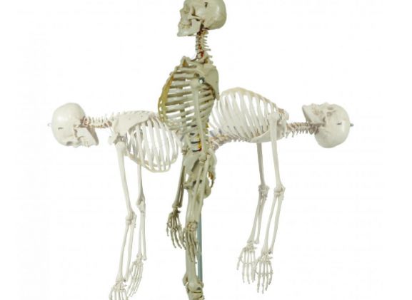 https://www.jayakelana.id.202-10-43-6.cpanel.site/uploads/product/-a200-2-anatomical-model-flexible-54200f4f3635872_cover.png