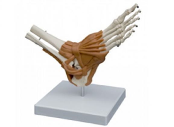 https://www.jayakelana.id.202-10-43-6.cpanel.site/uploads/product/-a254-model-anatomi--57104d2555fa474_cover.png