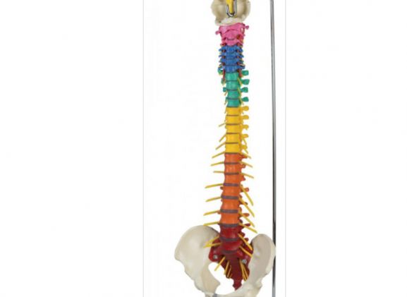 https://www.jayakelana.id.202-10-43-6.cpanel.site/uploads/product/-a273-dorn-s-spine-93490f38830e921_cover.png