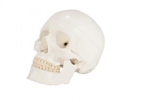 https://www.jayakelana.id.202-10-43-6.cpanel.site/uploads/product/-axis-scientific-3-bagian-90081ceade1aabc_cover.png