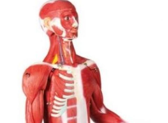 https://www.jayakelana.id.202-10-43-6.cpanel.site/uploads/product/-b160-muscular-figure-30-89781a732376233_cover.jpg