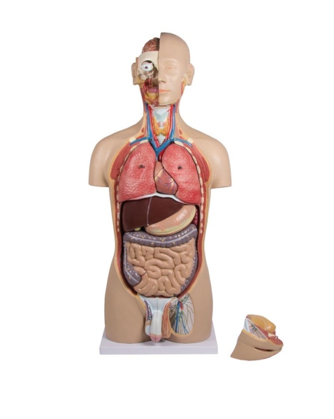 (B235) Torso with Open Back, 27-part, Dual Sex