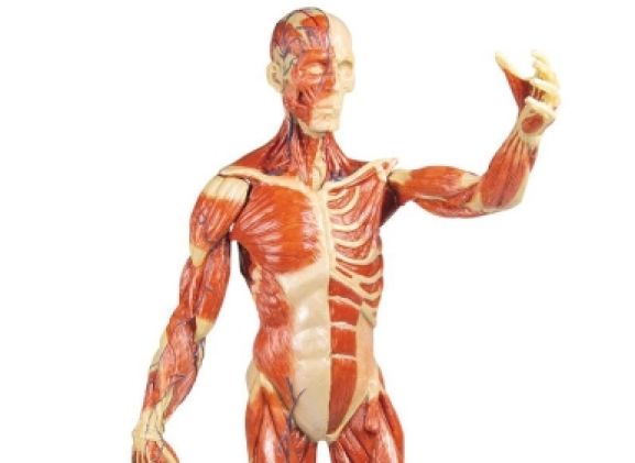 https://www.jayakelana.id.202-10-43-6.cpanel.site/uploads/product/-b90-muscular-figure-1-3-213461630a9f585_cover.jpg