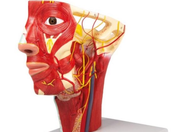 https://www.jayakelana.id.202-10-43-6.cpanel.site/uploads/product/-c130-arteries-of-head-62618e5c94476e0_cover.jpg