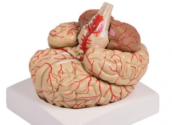 https://www.jayakelana.id.202-10-43-6.cpanel.site/uploads/product/-c220-brain-model-9-part-79379950ba31139_cover.jpg