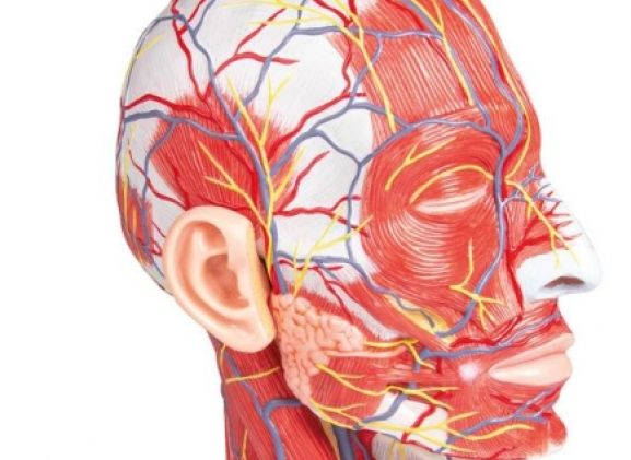 https://www.jayakelana.id.202-10-43-6.cpanel.site/uploads/product/-c314-half-head-life-7437086ffa7f423_cover.jpg