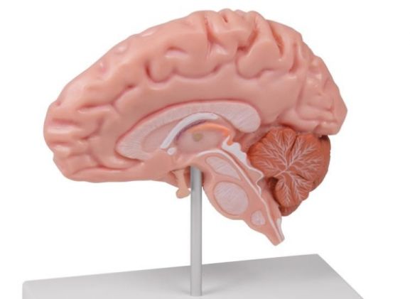 https://www.jayakelana.id.202-10-43-6.cpanel.site/uploads/product/-c915-anatomical-brain-half--78130aa2e316da1_cover.jpg
