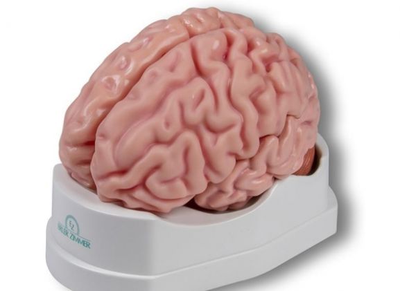 https://www.jayakelana.id.202-10-43-6.cpanel.site/uploads/product/-c918-anatomical-brain-model--209799d9b8e78c0_cover.jpg