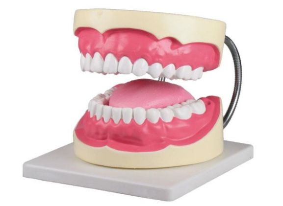 https://www.jayakelana.id.202-10-43-6.cpanel.site/uploads/product/-d216-oral-hygiene-model-92598cdedd7ab29_cover.jpg