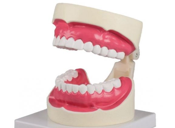 https://www.jayakelana.id.202-10-43-6.cpanel.site/uploads/product/-d217-oral-hygiene-model-194570d2dd1fc6f_cover.jpg