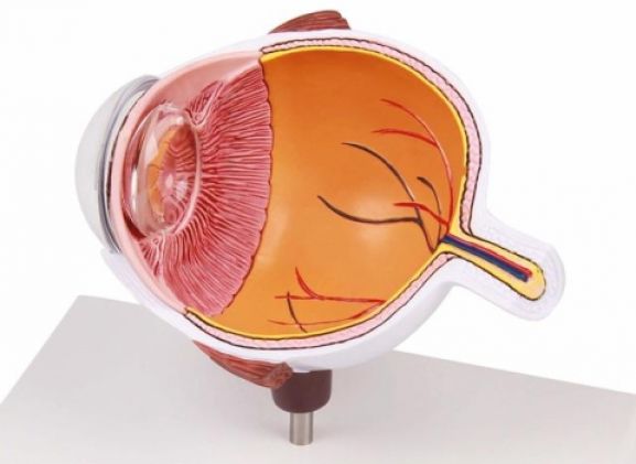 https://www.jayakelana.id.202-10-43-6.cpanel.site/uploads/product/-f50-eye-half-enlarged-474222b7ae0b4f6_cover.jpg