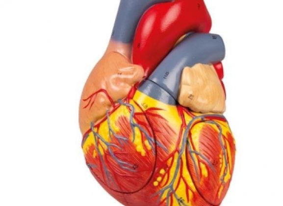 https://www.jayakelana.id.202-10-43-6.cpanel.site/uploads/product/-g112-human-heart-2x-78586a8e3bbb39b_cover.jpg