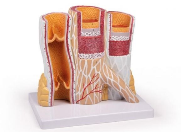 https://www.jayakelana.id.202-10-43-6.cpanel.site/uploads/product/-g142-artery-and-vein-53682f4e2ecf864_cover.jpg