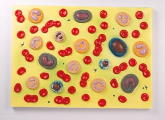 https://www.jayakelana.id.202-10-43-6.cpanel.site/uploads/product/-g165-human-blood-cells-4554386220fce03_cover.jpg
