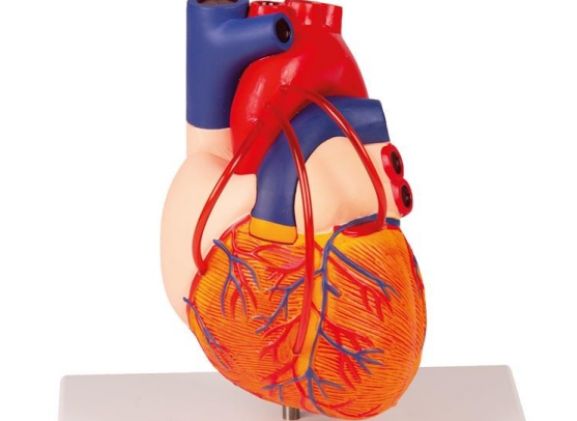 https://www.jayakelana.id.202-10-43-6.cpanel.site/uploads/product/-g205-heart-with-bypass-861038a94bbcbe8_cover.jpg