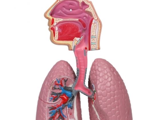 https://www.jayakelana.id.202-10-43-6.cpanel.site/uploads/product/-g216-human-respiratory-system-92835081292854e_cover.jpg
