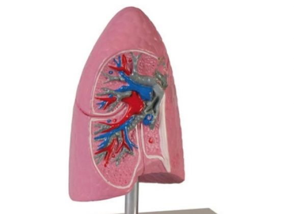 https://www.jayakelana.id.202-10-43-6.cpanel.site/uploads/product/-g252-lung-half-1-2-41293d86e3870d0_cover.jpg