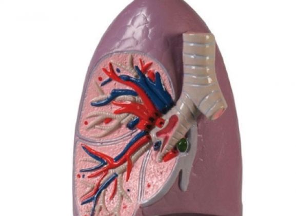 https://www.jayakelana.id.202-10-43-6.cpanel.site/uploads/product/-g253-lung-half-life-77637b23cb65290_cover.jpg