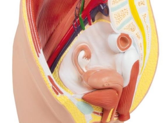 https://www.jayakelana.id.202-10-43-6.cpanel.site/uploads/product/-h210-female-pelvis-life-207604358bdf132_cover.jpg