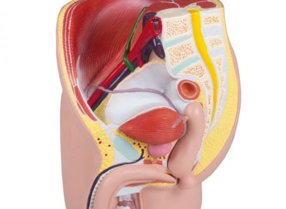 https://www.jayakelana.id.202-10-43-6.cpanel.site/uploads/product/-h211-male-pelvis-life-72549a71094df75_cover.jpg
